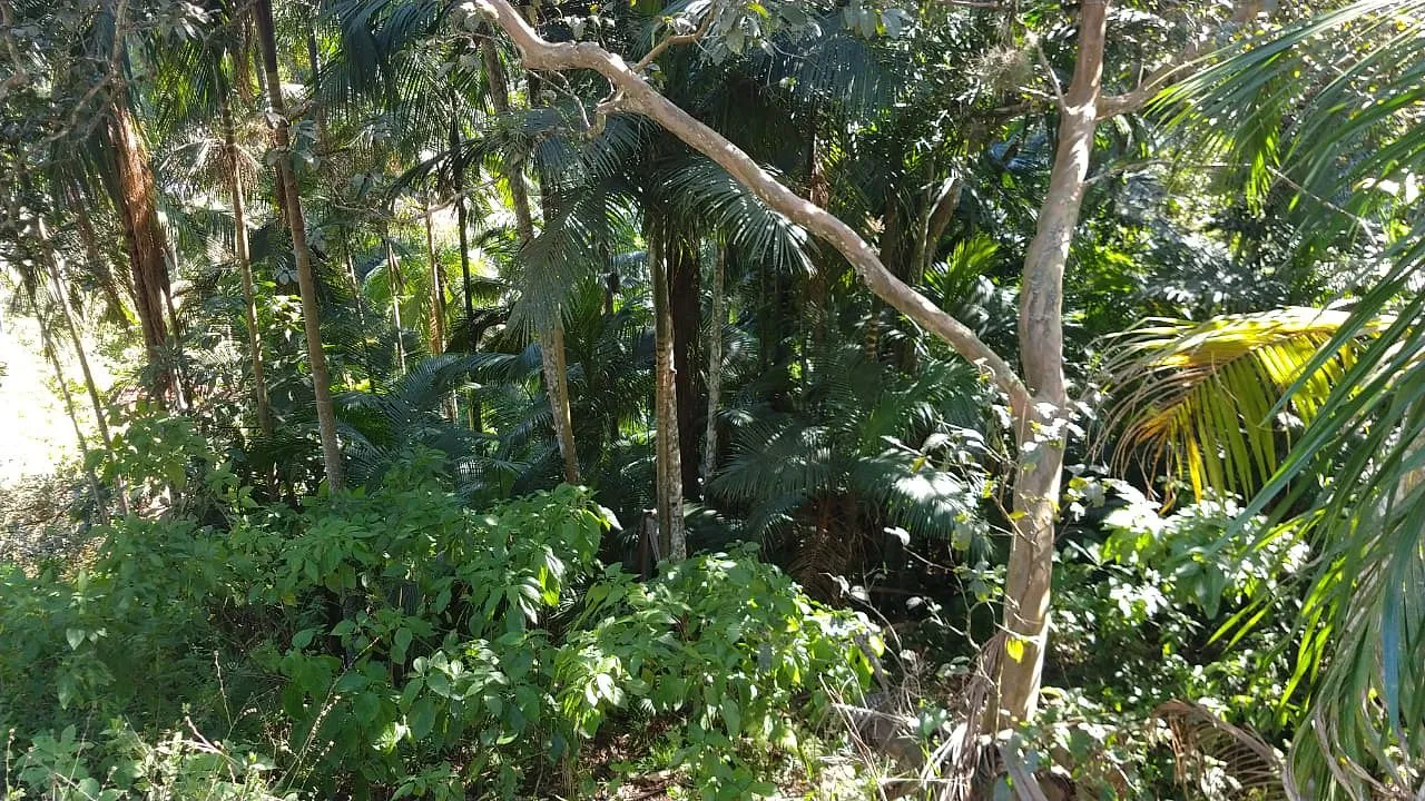 TERRENO IBIRAMA — foto 2