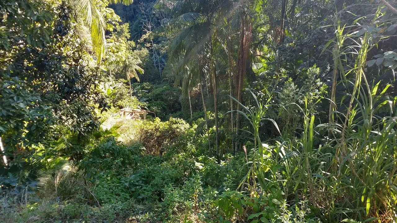 TERRENO IBIRAMA — foto 5