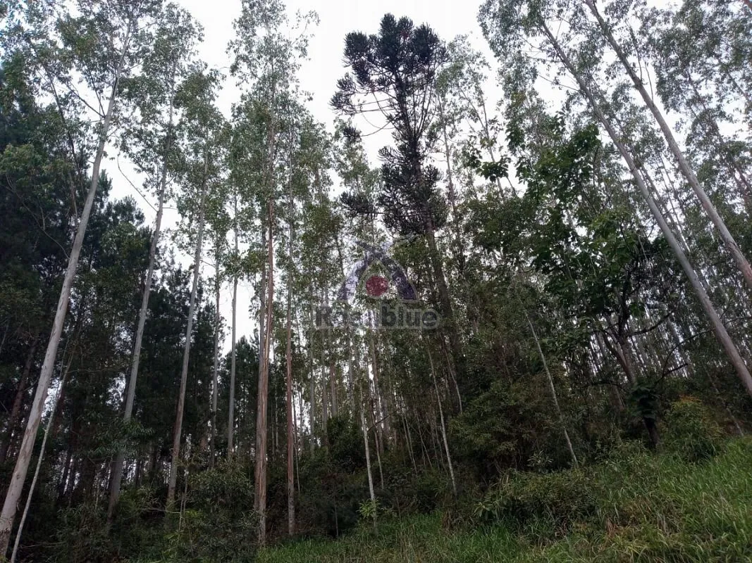 FAZENDA EM VITOR MEIRELES — foto 7