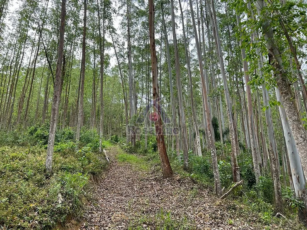 SITIO VITOR MEIRELES — foto 4