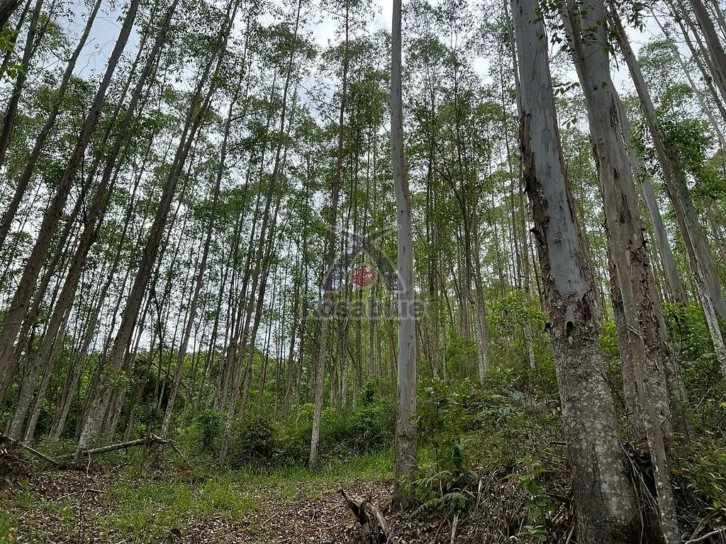 SITIO VITOR MEIRELES — foto 6