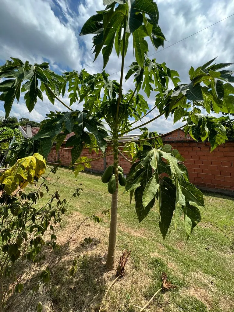 Casa de Alvenaria — foto 7