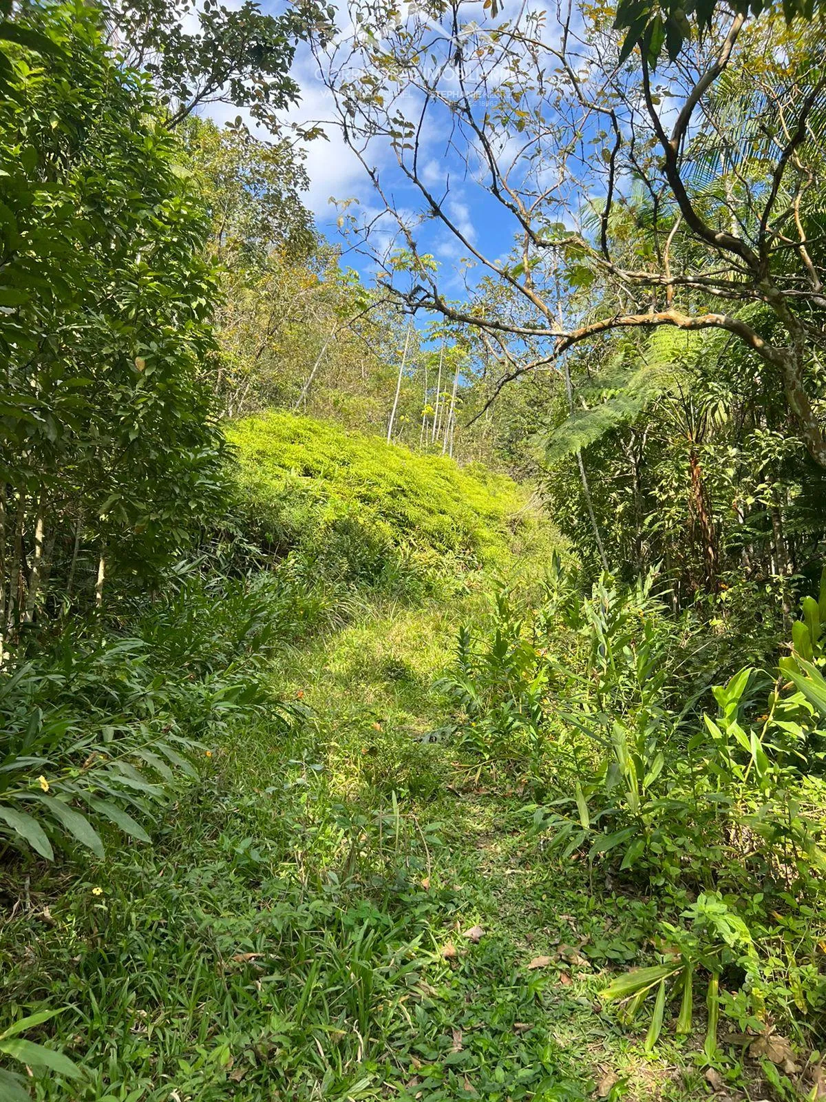 TERRENO - Ribeirão Areia, Pomerode - SC — foto 7