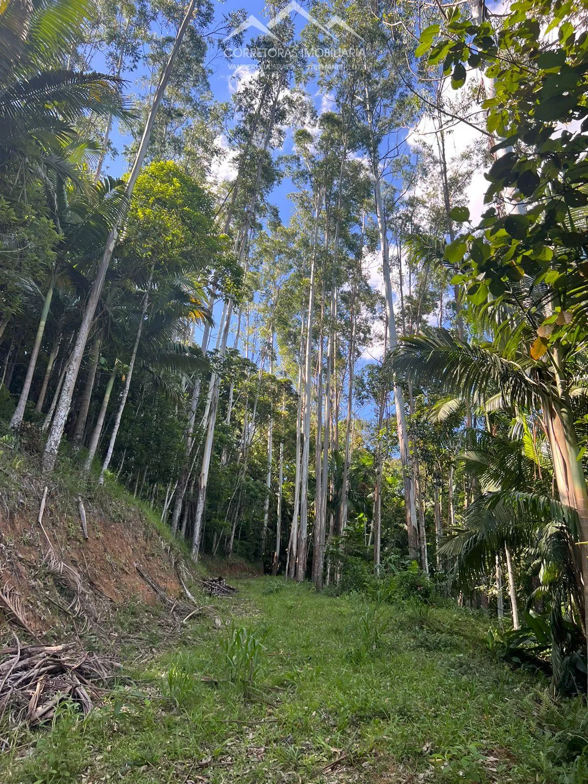 TERRENO - Pomerode Fundos, Pomerode - SC — foto 2