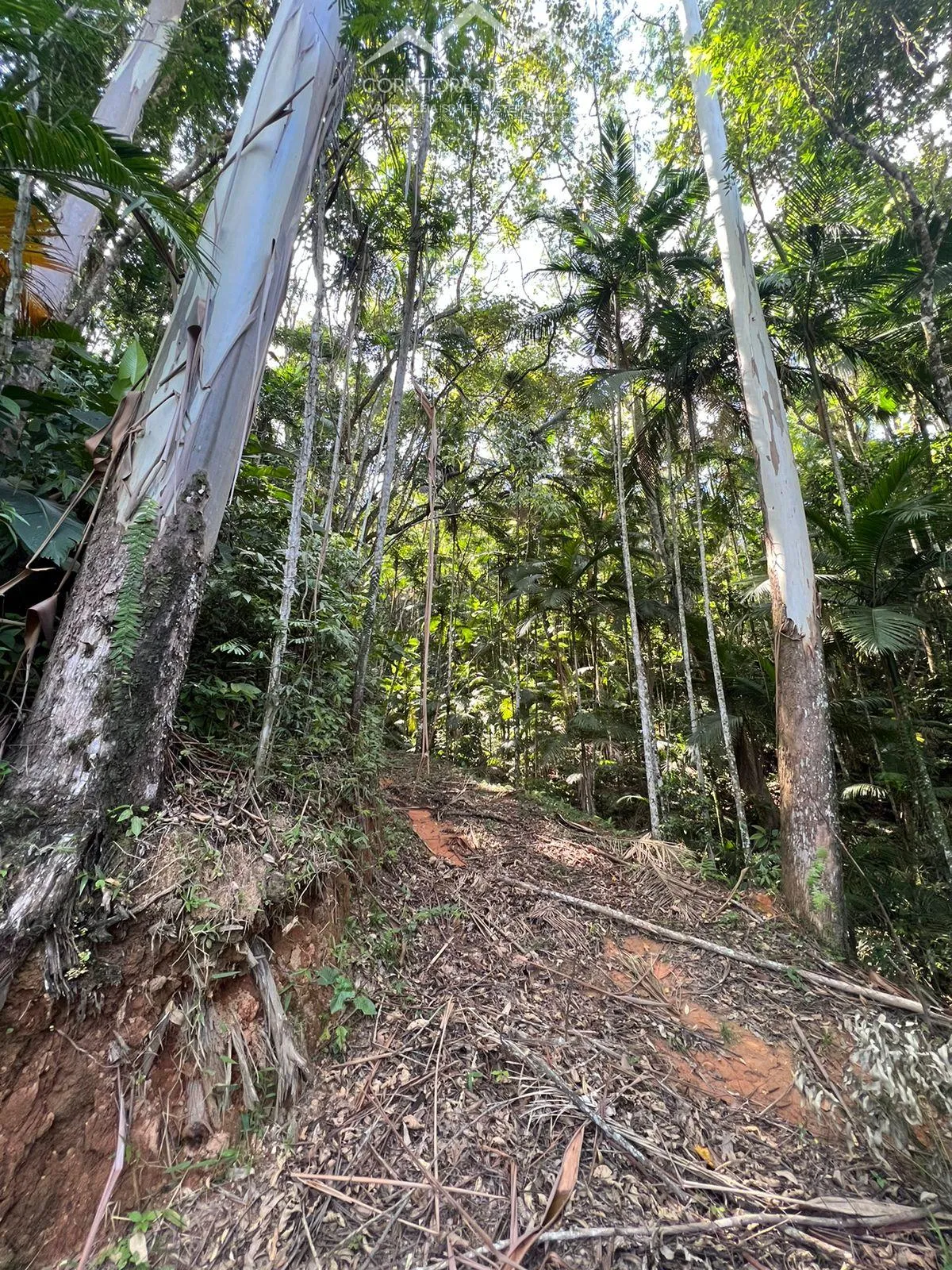 TERRENO - Pomerode Fundos, Pomerode - SC — foto 6