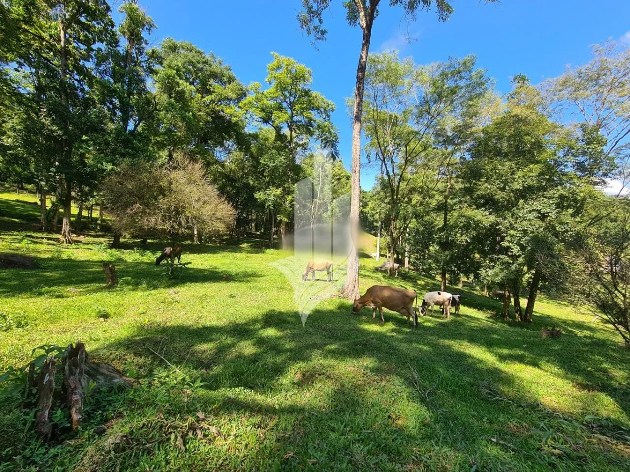 Excelente sítio no Mulde em Timbó — foto 7