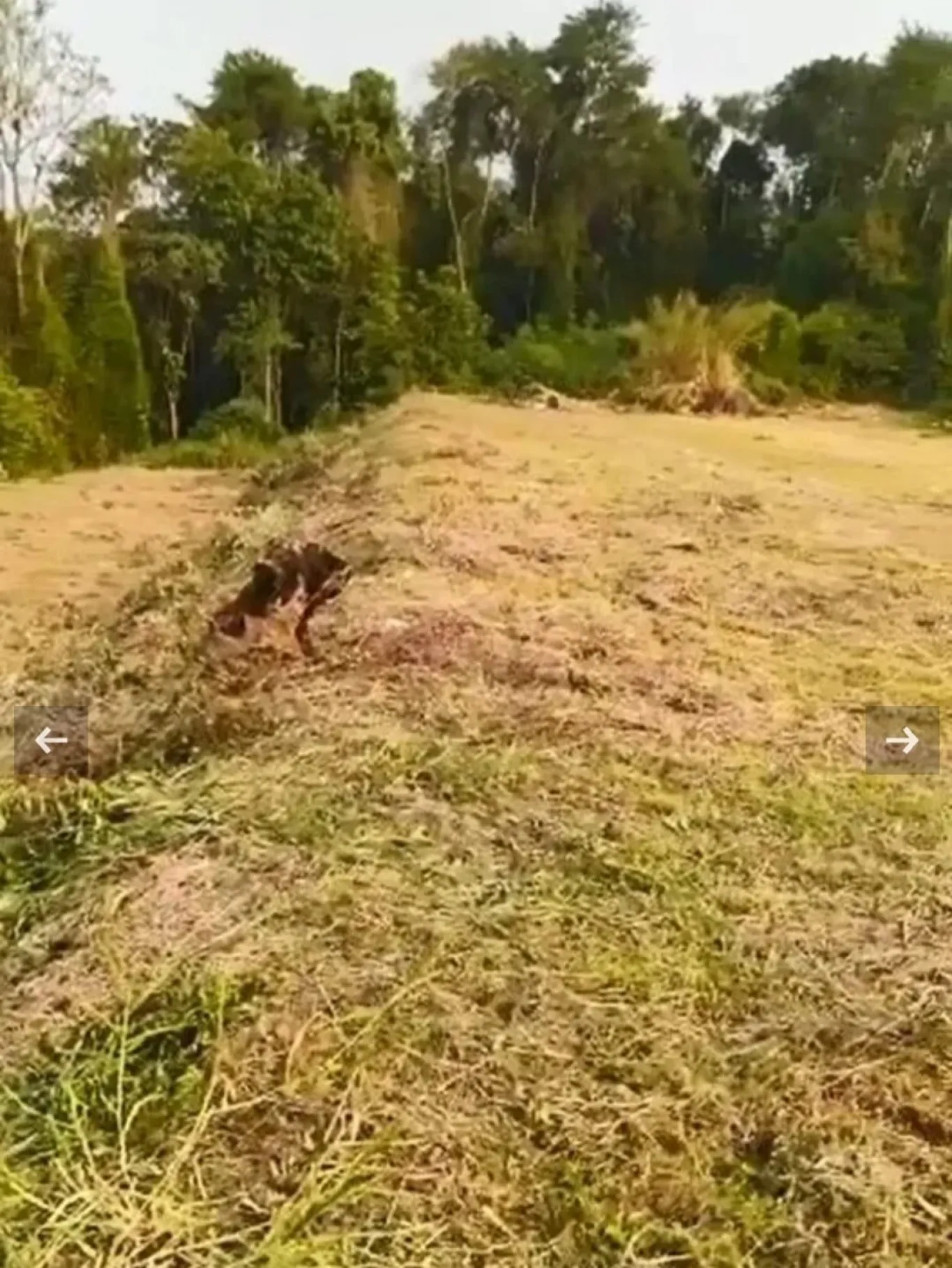 Terreno ZC1 em Indaial — foto 5