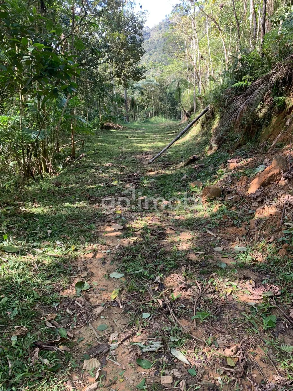 Terreno para Sítio com nascente e muita tranquilidade. — foto 4