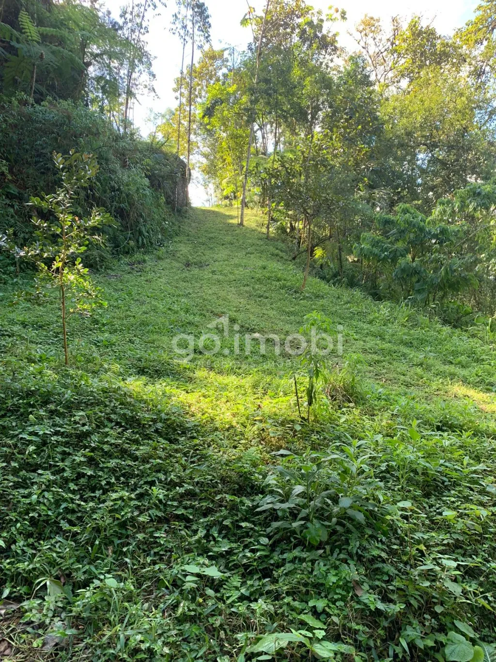 Terreno para Sítio com nascente e muita tranquilidade. — foto 5
