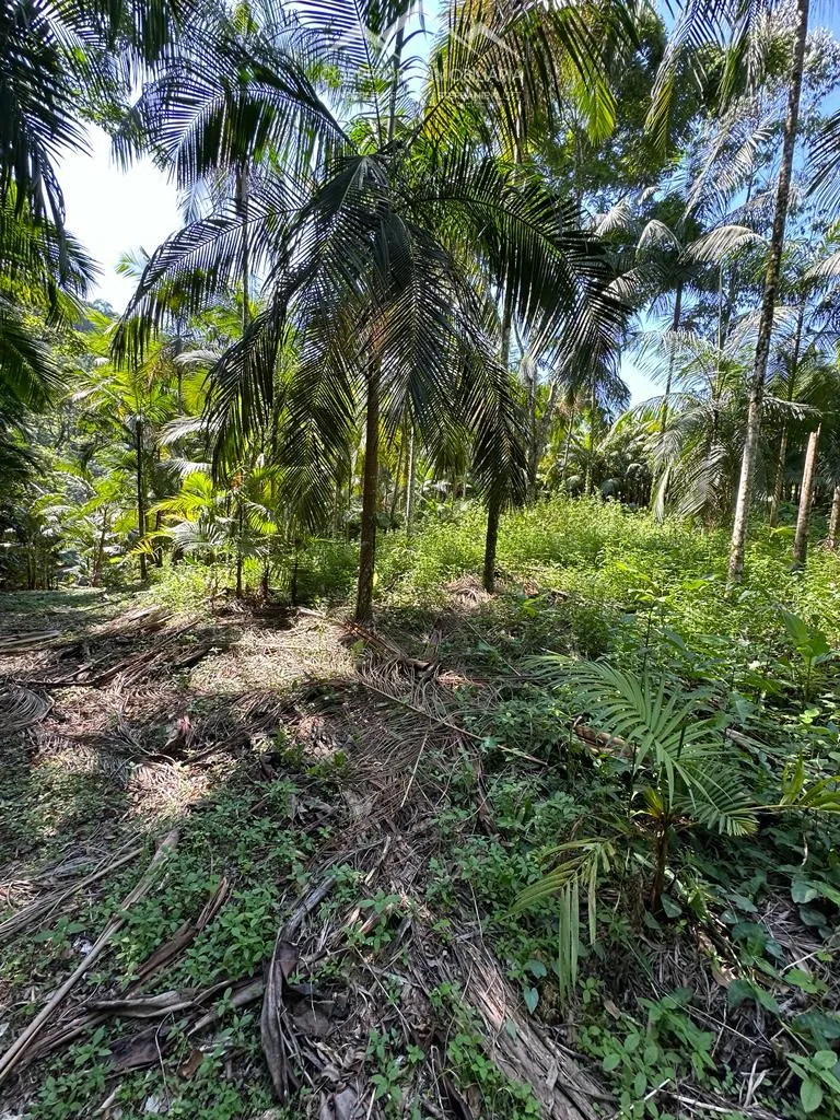 TERRENO, Testo Rega, Pomerode - SC — foto 6