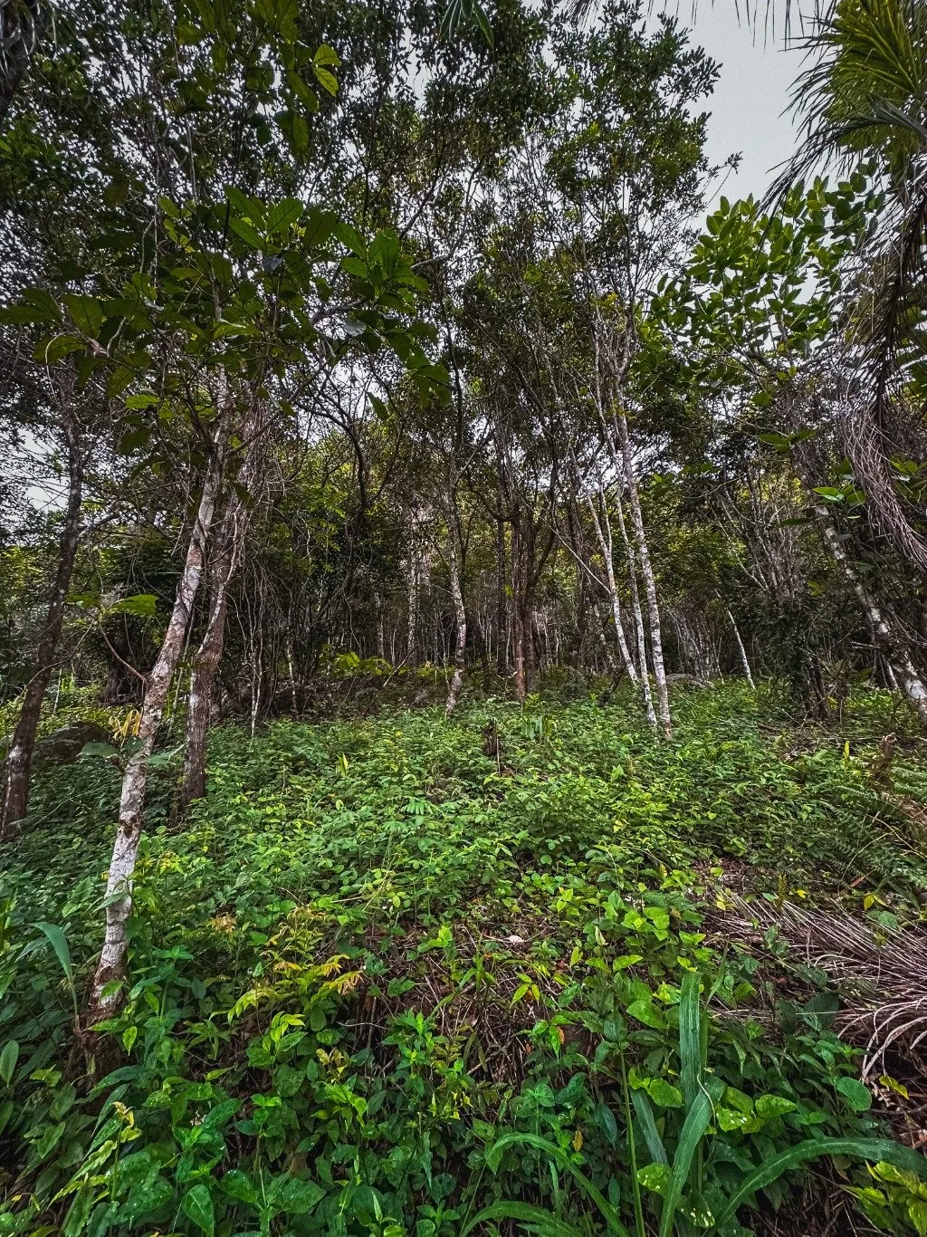 Imóvel — foto 4