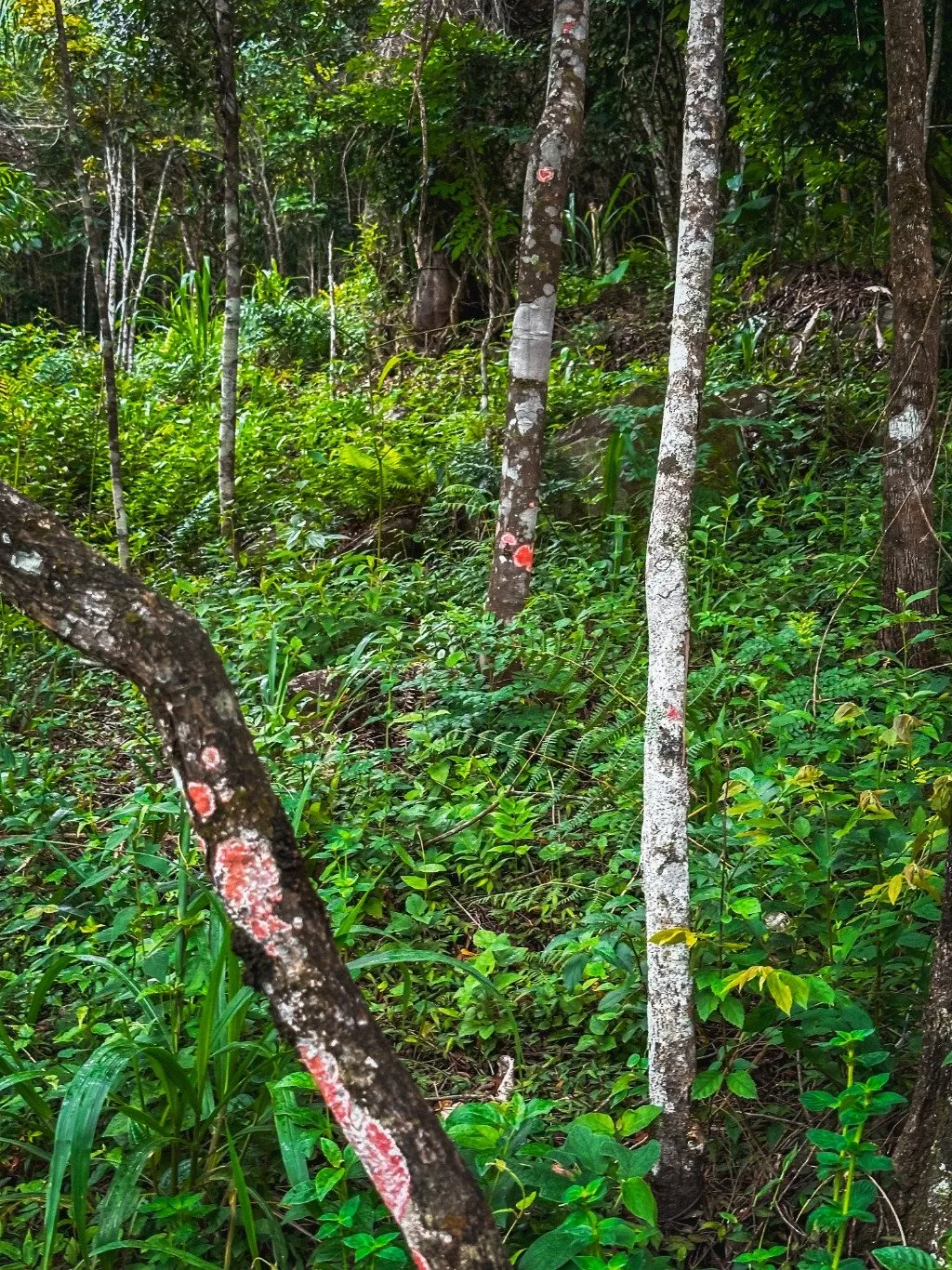 Imóvel — foto 6