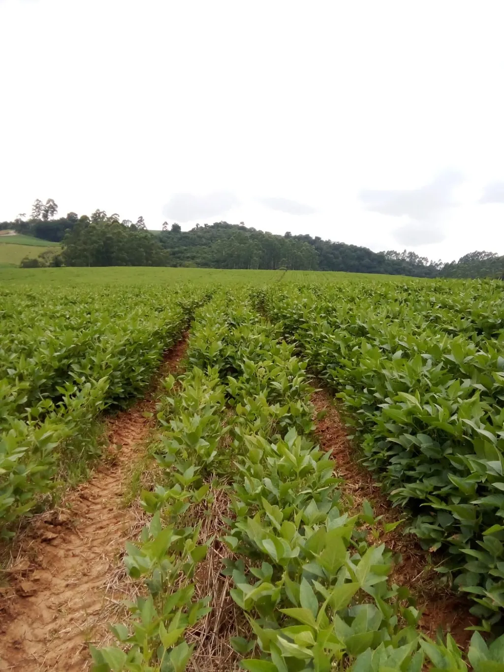 Terreno com 316.000 m, à venda por R$ 1.950.000,00 no bairro Valada do Mosquitinho em Agronômica/SC — foto 5