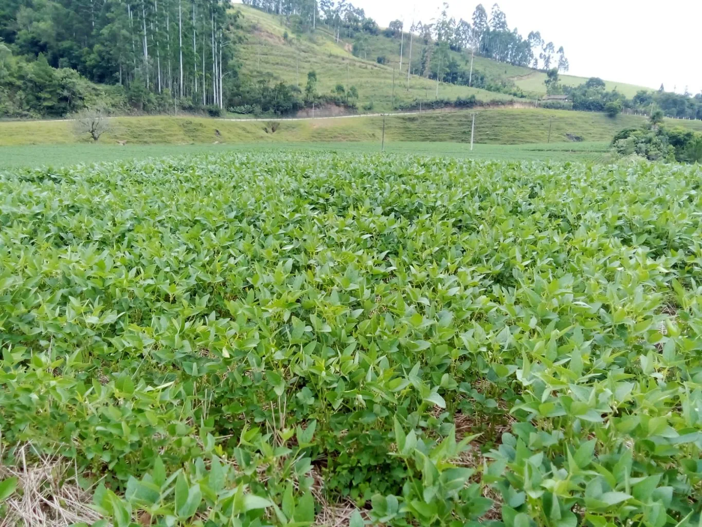 Terreno com 316.000 m, à venda por R$ 1.950.000,00 no bairro Valada do Mosquitinho em Agronômica/SC — foto 6
