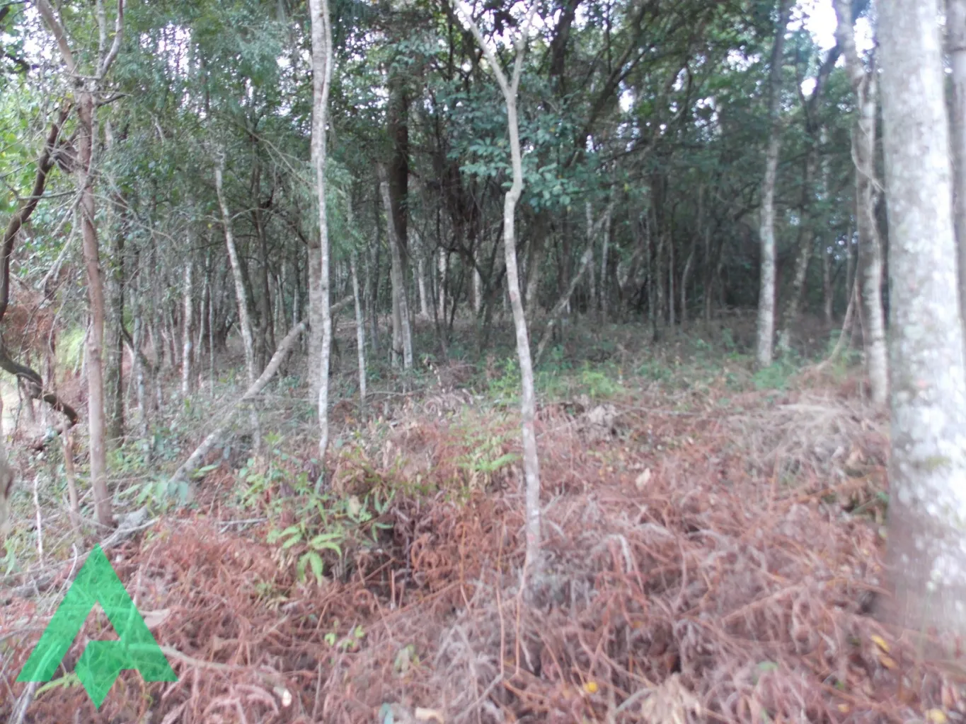 Terreno 858m à venda por R$270.000,00 - Bairro Vorstadt - Blumenau/SC — foto 2
