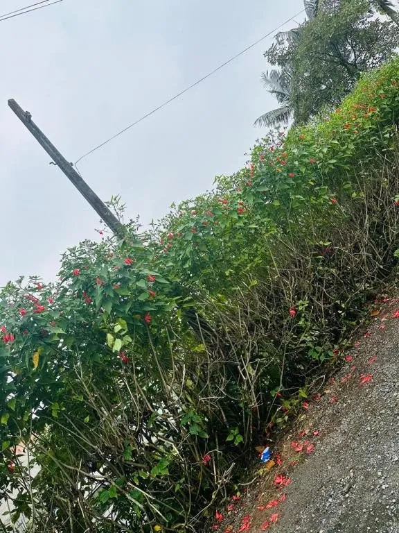 TERRENO no JOÃO COSTA com 8 quartos para VENDA, 207 m — foto 5