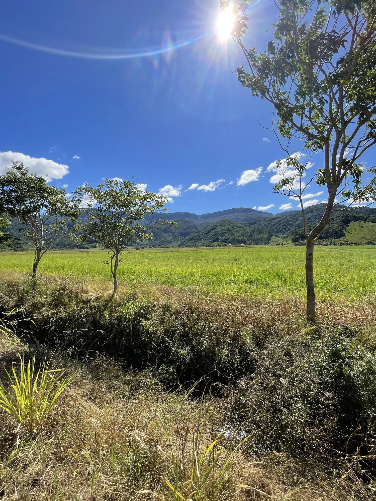 Área urbana em Ascurra, terreno plano com diversas opções de uso. — foto 2