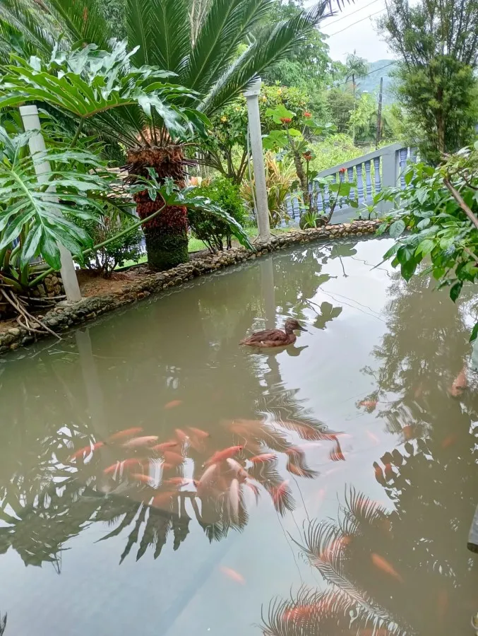 Sítio para Venda em Blumenau / SC no bairro Garcia — foto 5
