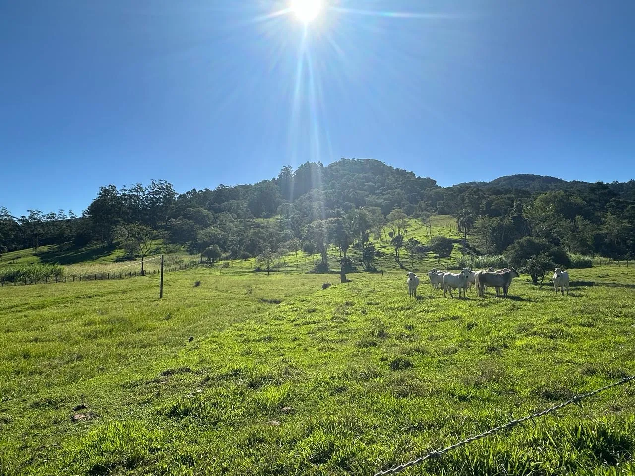 Sítio em Rodeio com 3 casas e todo preparado para criação de gado — foto 3