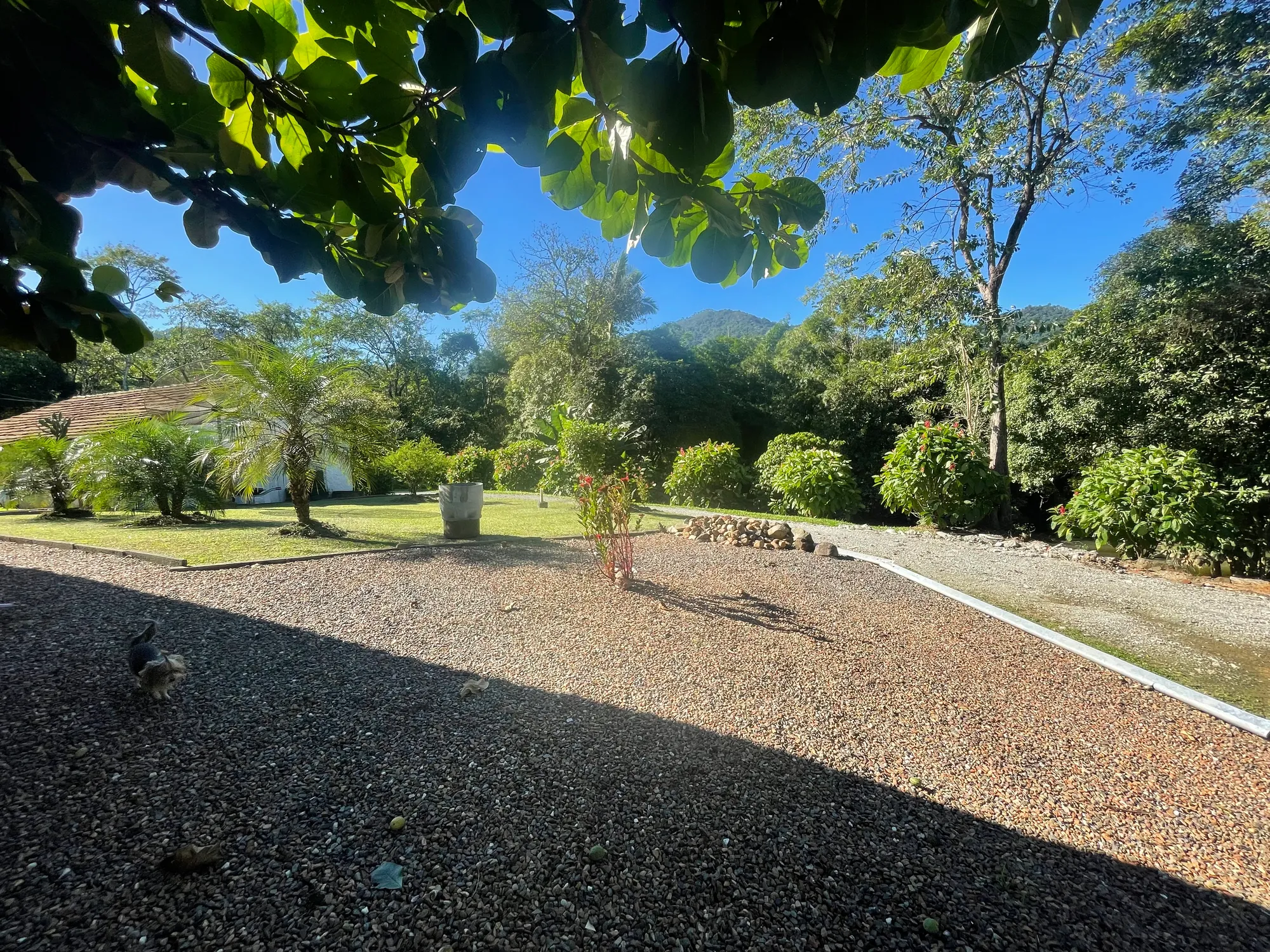 Sítio em Rodeio com 3 casas e todo preparado para criação de gado — foto 5