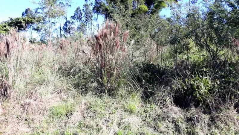 Terreno em Rodeio, pronto para construir — foto 4