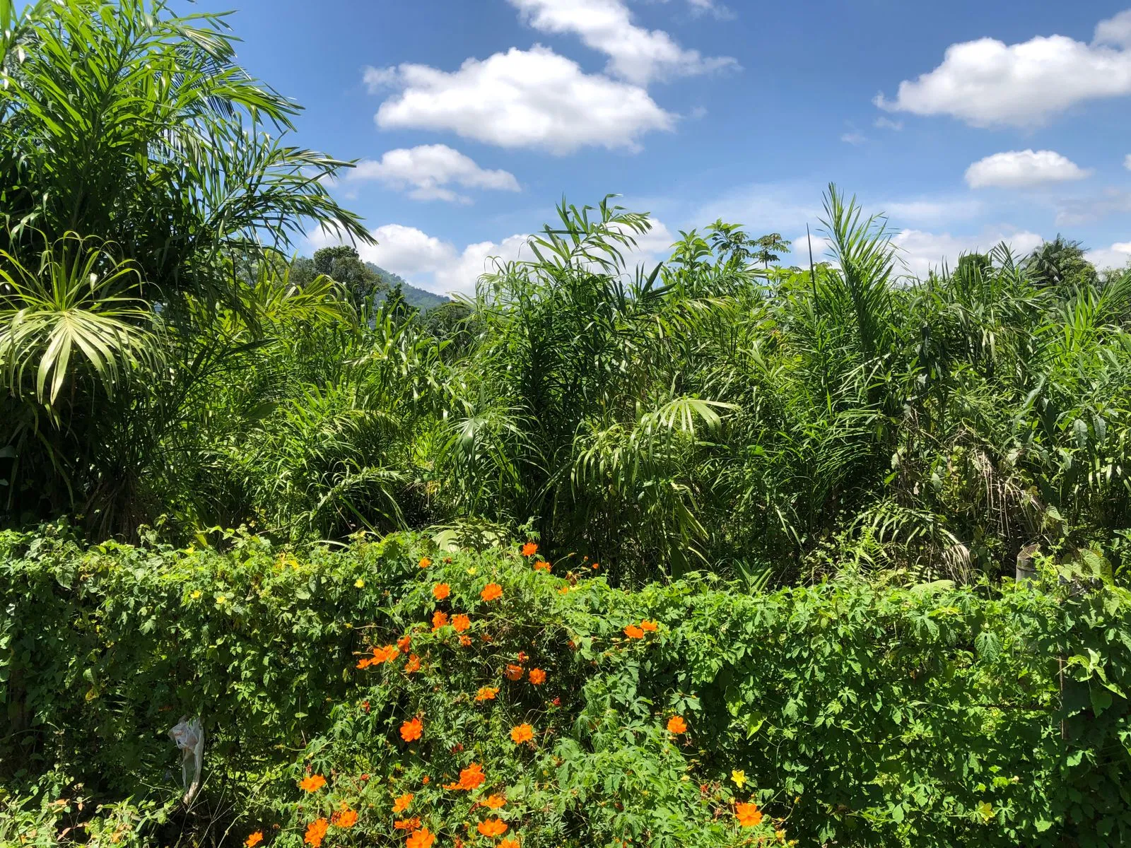 VENDO TERRENO — foto 3