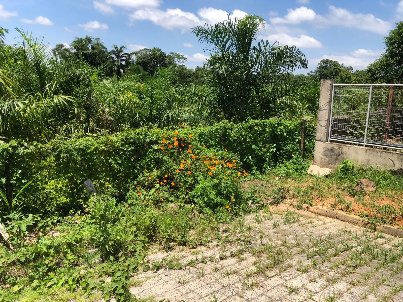 VENDO TERRENO — foto 2