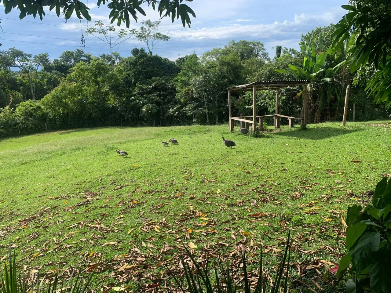 VENDO LINDO SÍTIO EM TIMBÓ — foto 6