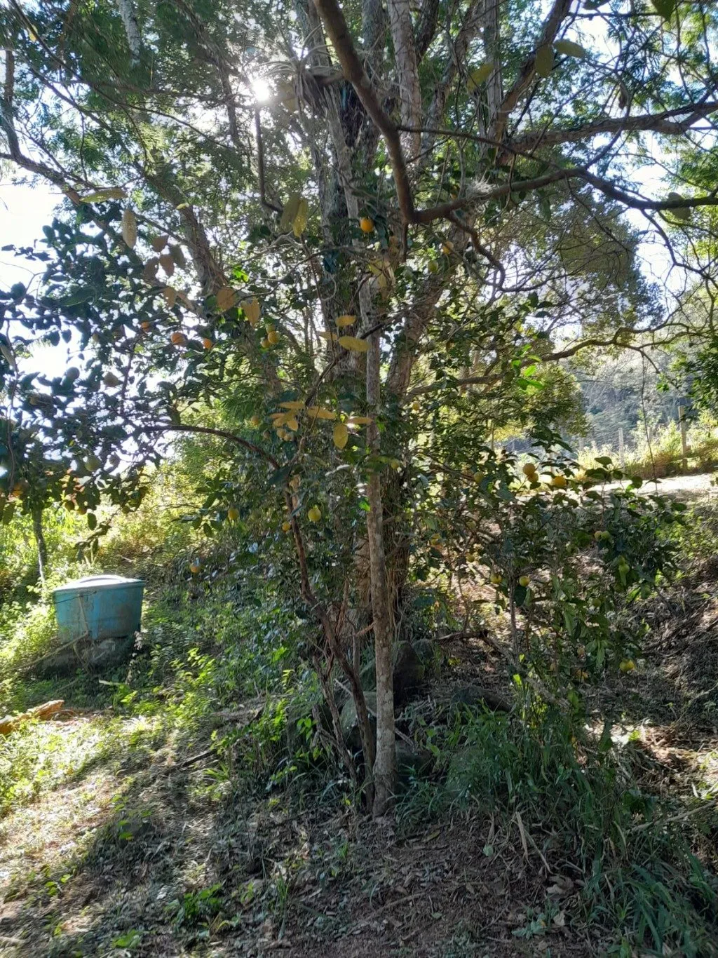 Imóvel — foto 7