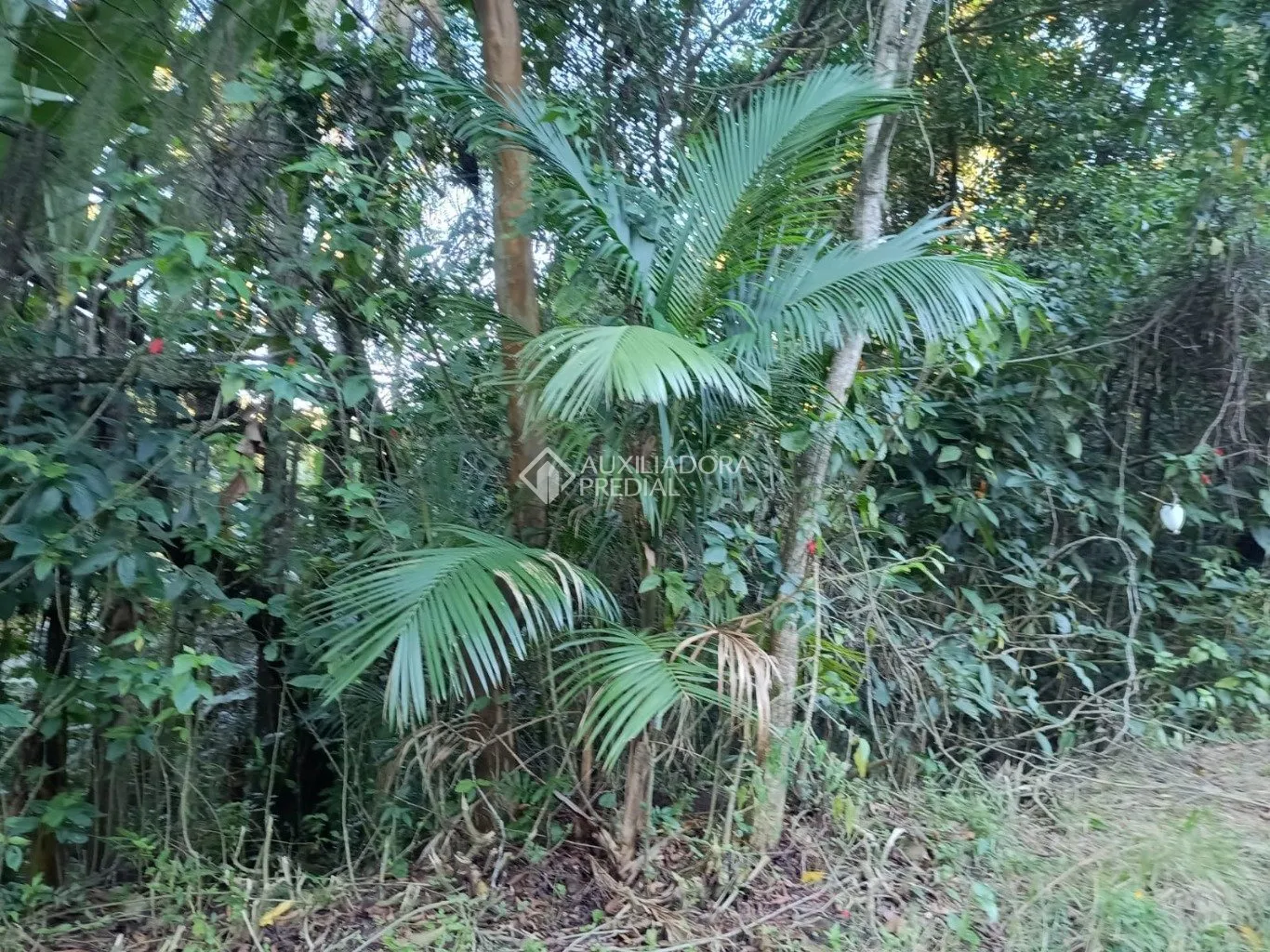 Imóvel — foto 5