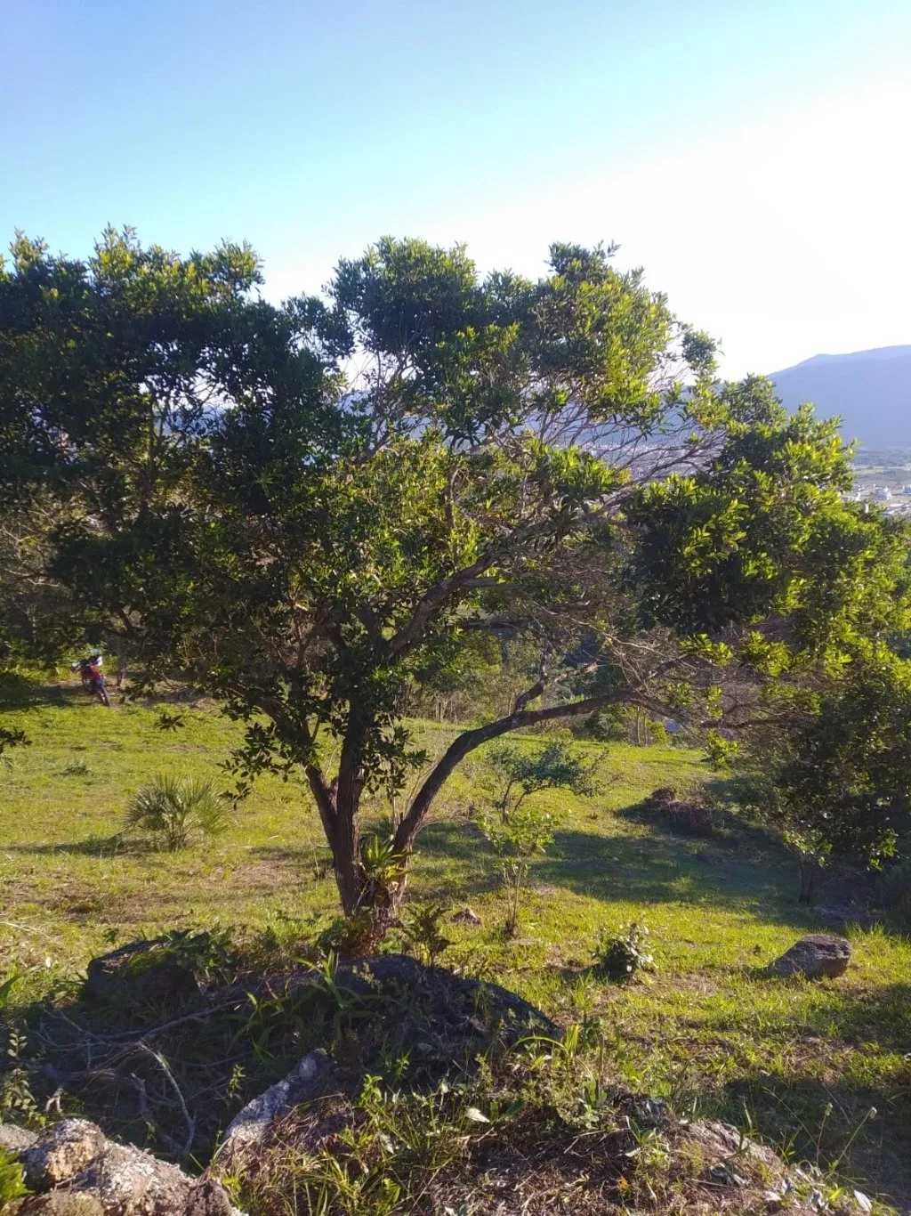 Imóvel — foto 5