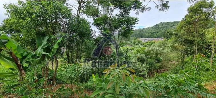 TERRENO — foto 4