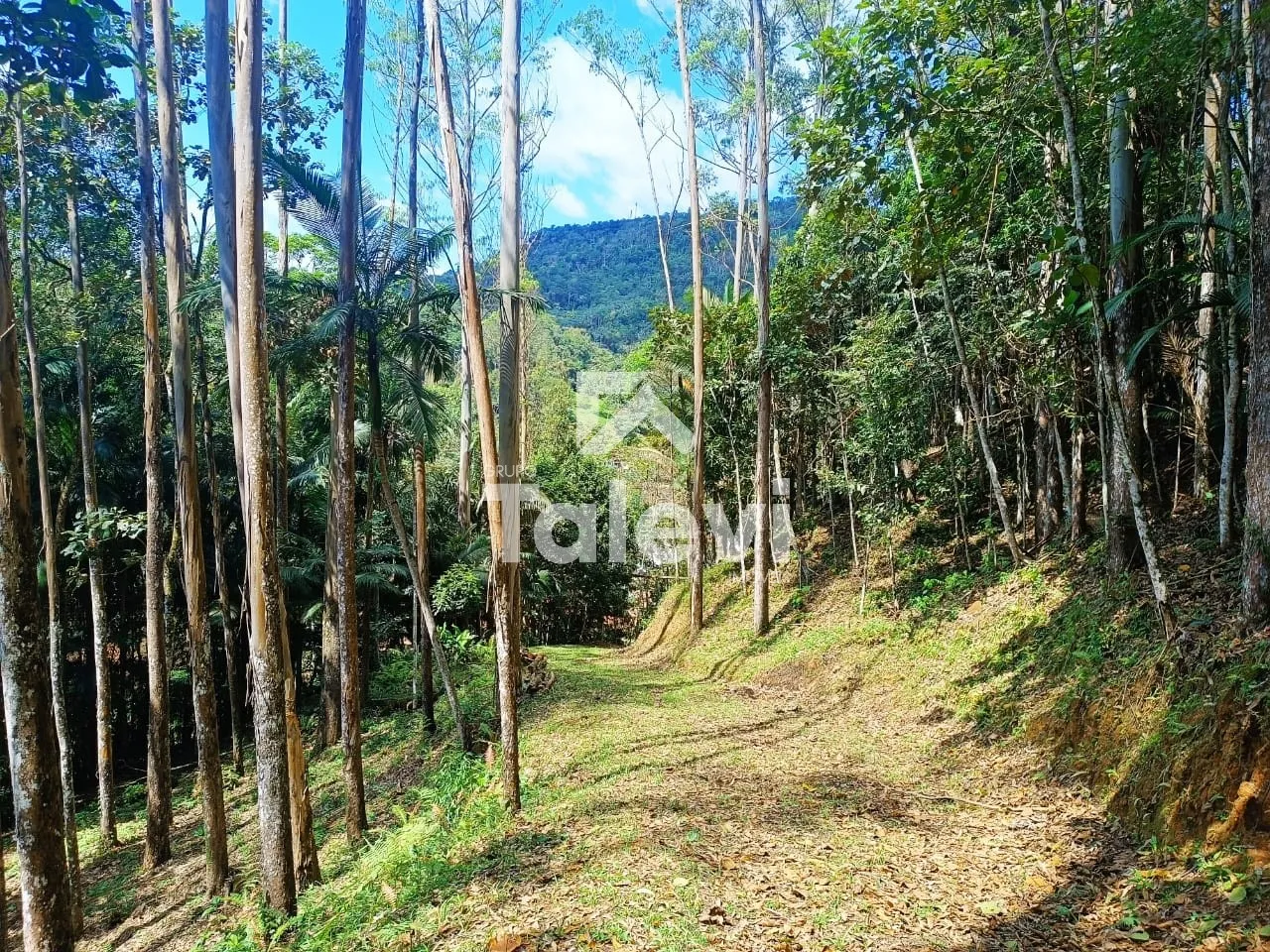 TERRENO A 2 KM DO CENTRO DE POMERODE — foto 4
