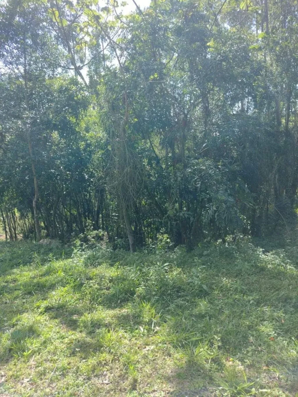 Imóvel — foto 4