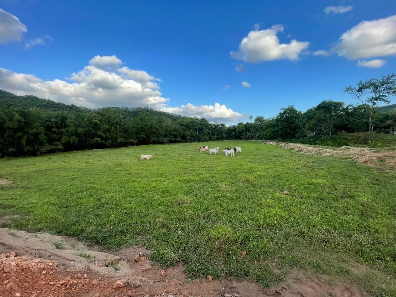 Sítio para Venda em Ascurra, Guaricanas — foto 5