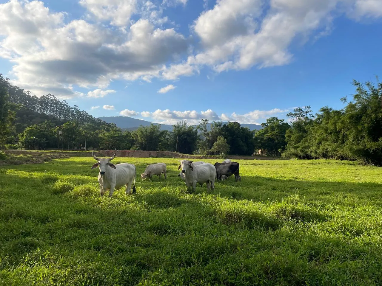 Sítio para Venda em Ascurra, Guaricanas — foto 7