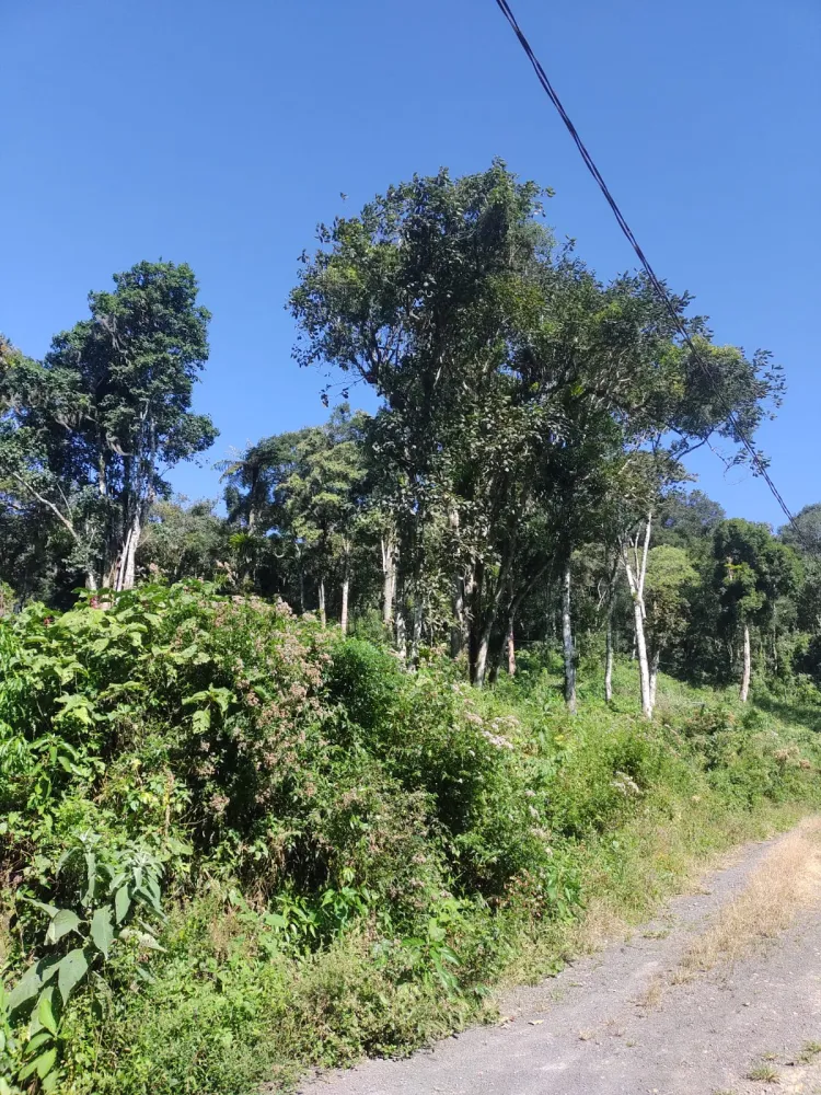 Terrenos Com Vista Para Lagoa em Rio dos Cedros — foto 2