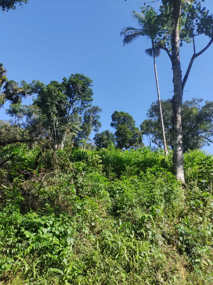 Terrenos Com Vista Para Lagoa em Rio dos Cedros — foto 3