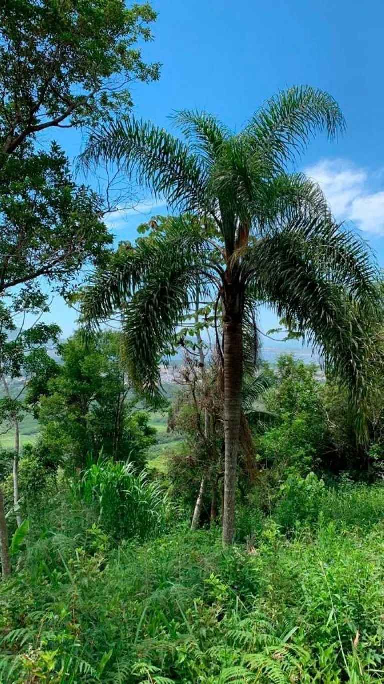 Imóvel - foto 1