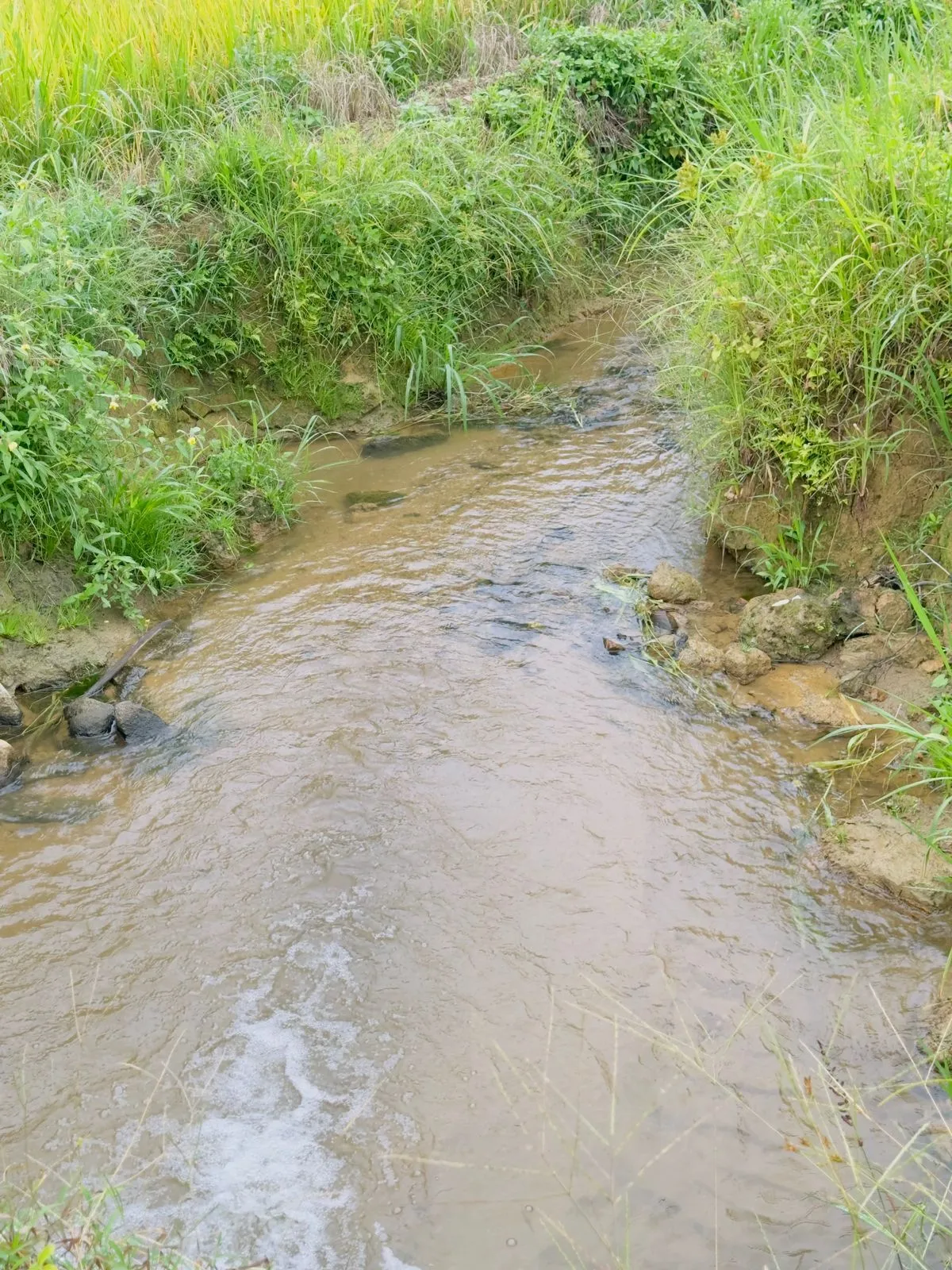 Terreno Rural para Chácara! — foto 3