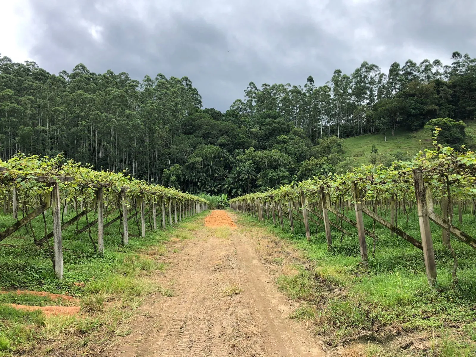 Terreno Rural para Chácara! — foto 4