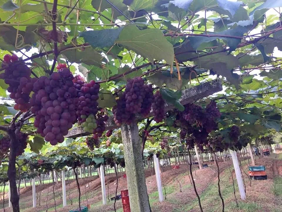 Terreno Rural para Chácara! — foto 5