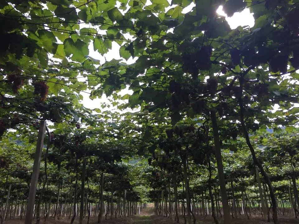 Terreno Rural para Chácara! — foto 7