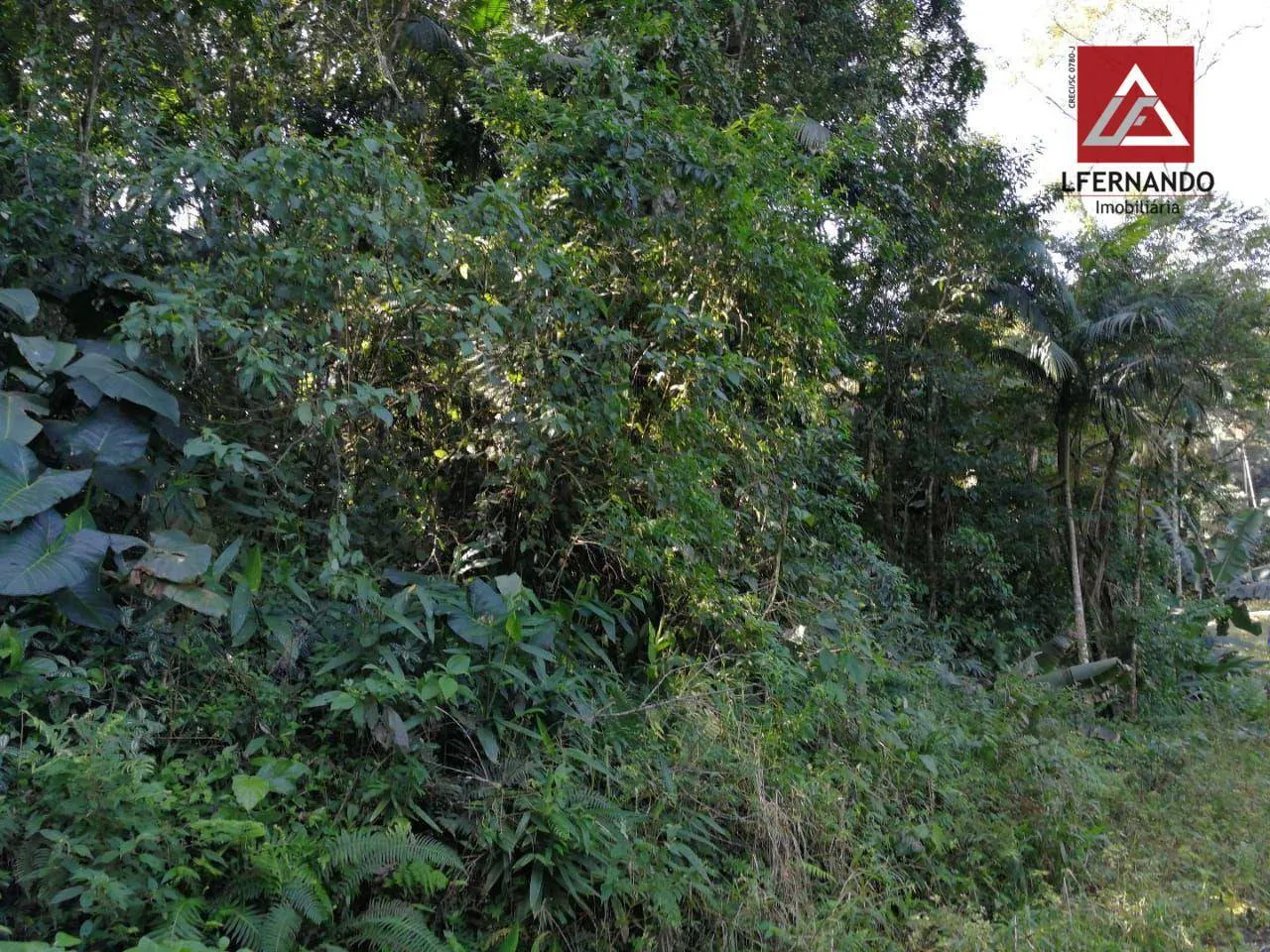 Terreno à venda, 30.000 m por R$ 670.000 - Centro - Luiz Alves/SC — foto 4