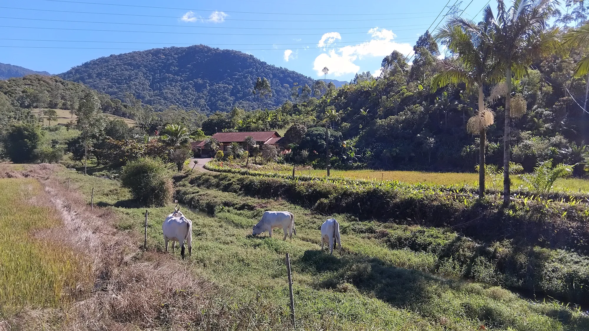 Sítio em Ascurra - Apenas 40 km de Blumenau — foto 4