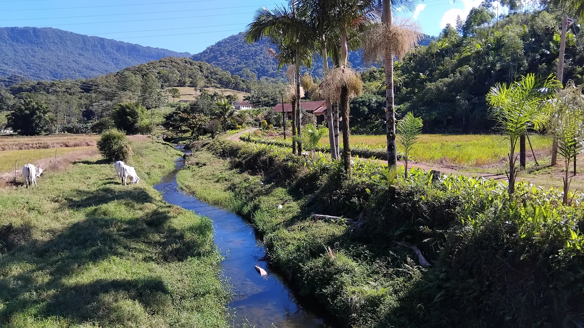 Sítio em Ascurra - Apenas 40 km de Blumenau — foto 5