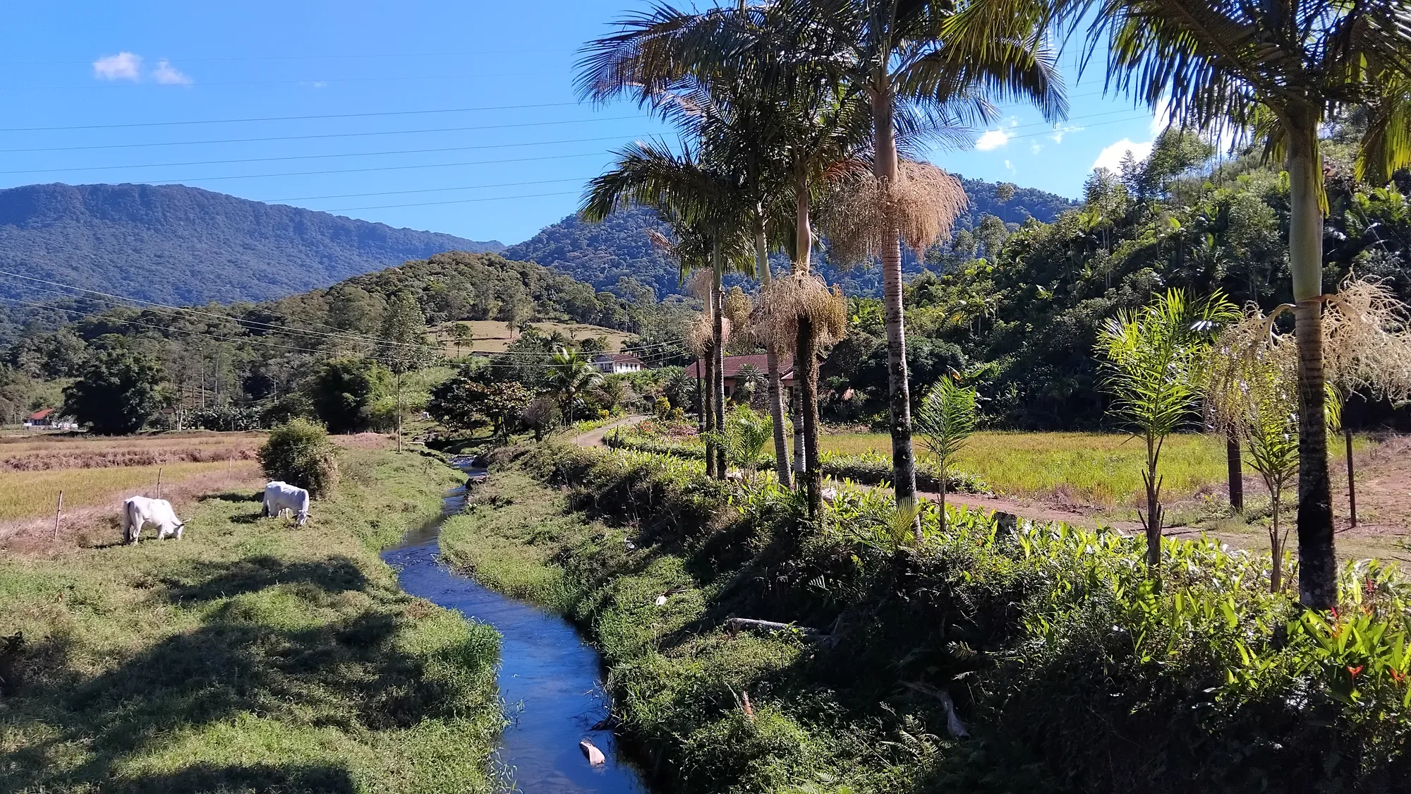Sítio em Ascurra - Apenas 40 km de Blumenau - foto 1