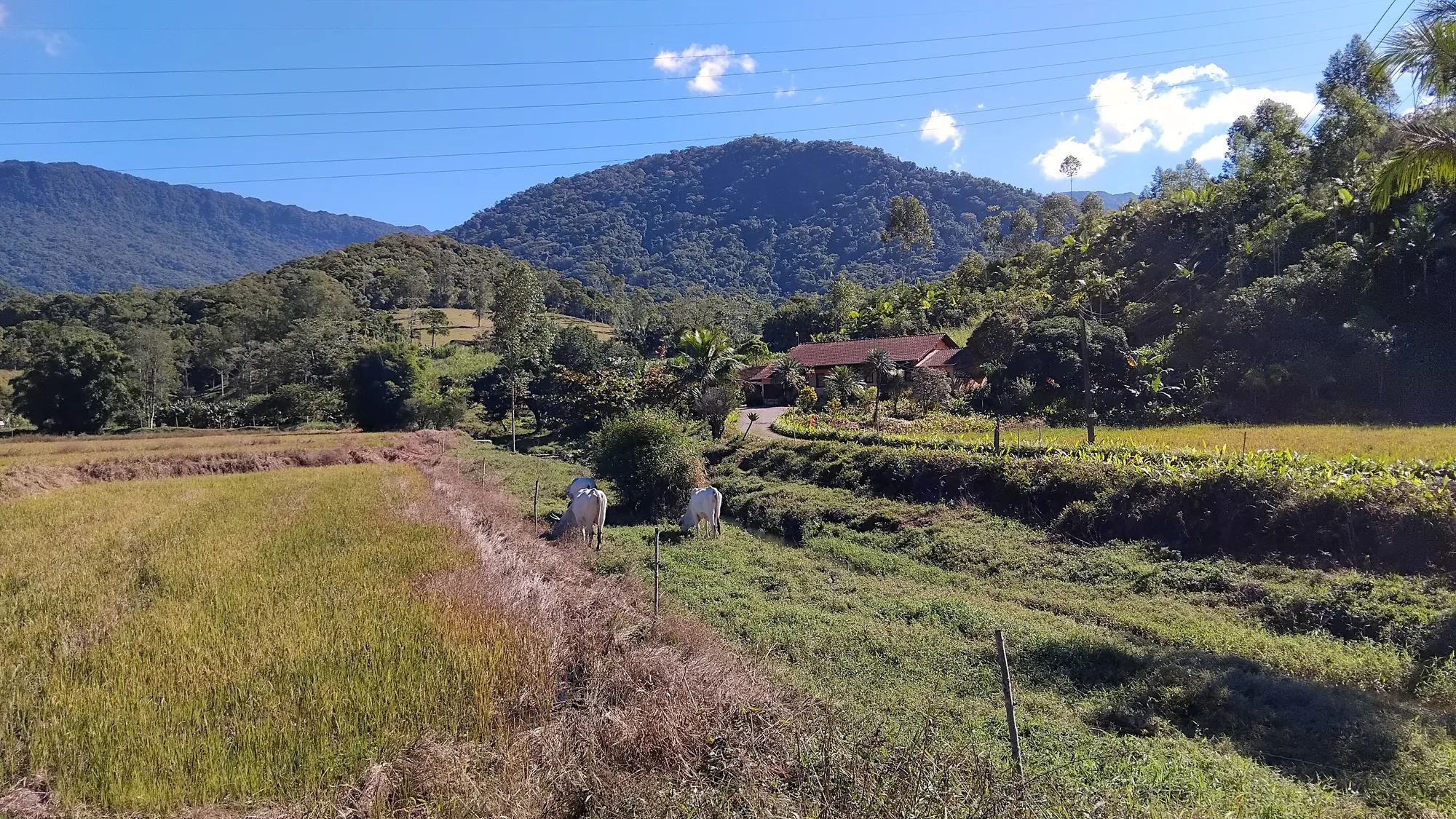 Sítio em Ascurra - Apenas 40 km de Blumenau — foto 7