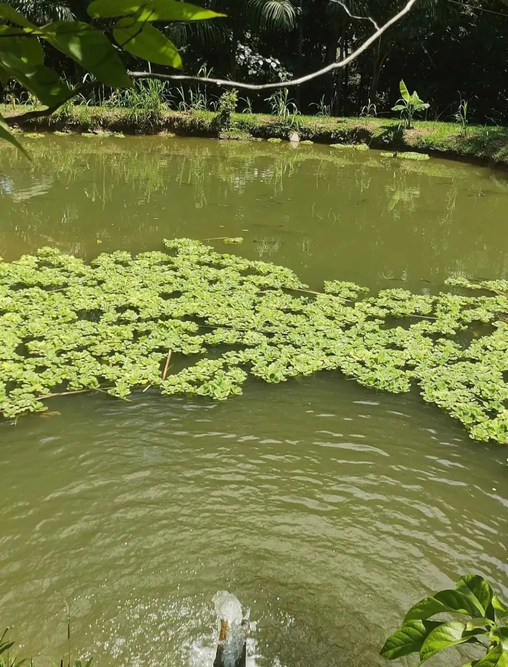 Sitio a Venda na Itoupava Central - Blumenau /SC — foto 4