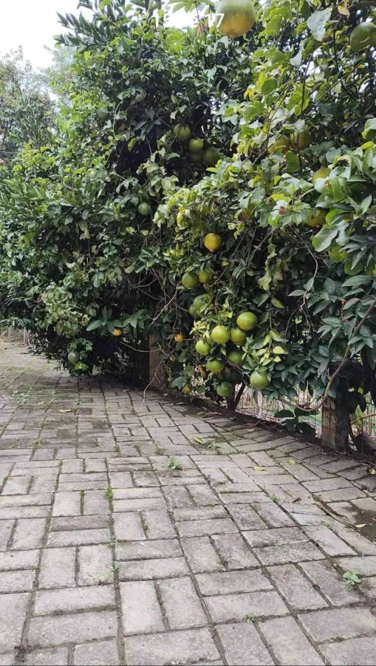 Sitio a Venda na Itoupava Central - Blumenau /SC — foto 5